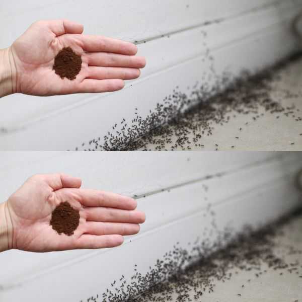 Natural Ant Repellent Solution for Your Garden