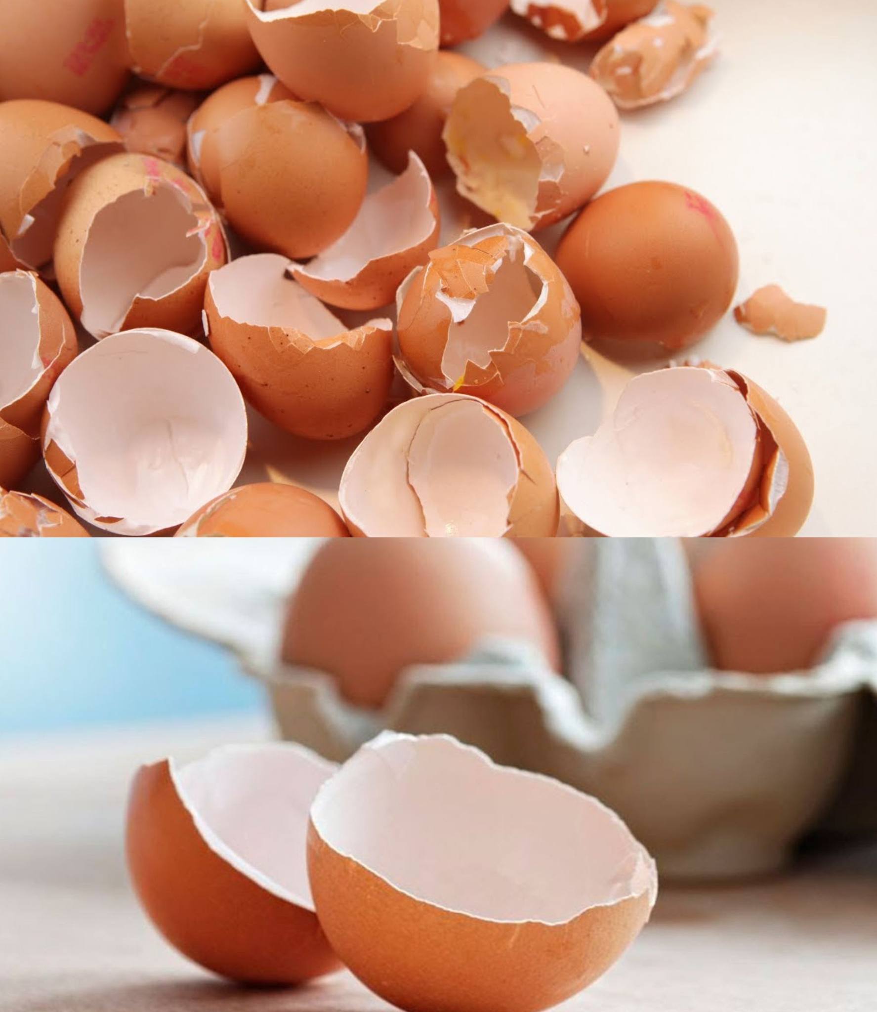 Eierschalen in Wasser einweichen, deshalb tun es immer mehr Menschen!