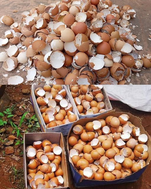 Most People Throw Away Eggshells, But They Don’t Know How Important They Are!