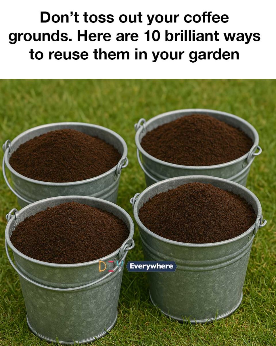 Don’t toss out your coffee grounds. Here are 10 brilliant ways to reuse them in your garden