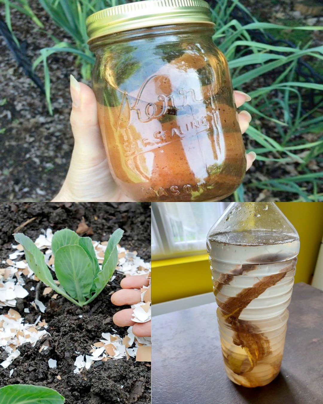 2 homemade fertilizers for fruit-bearing plants: