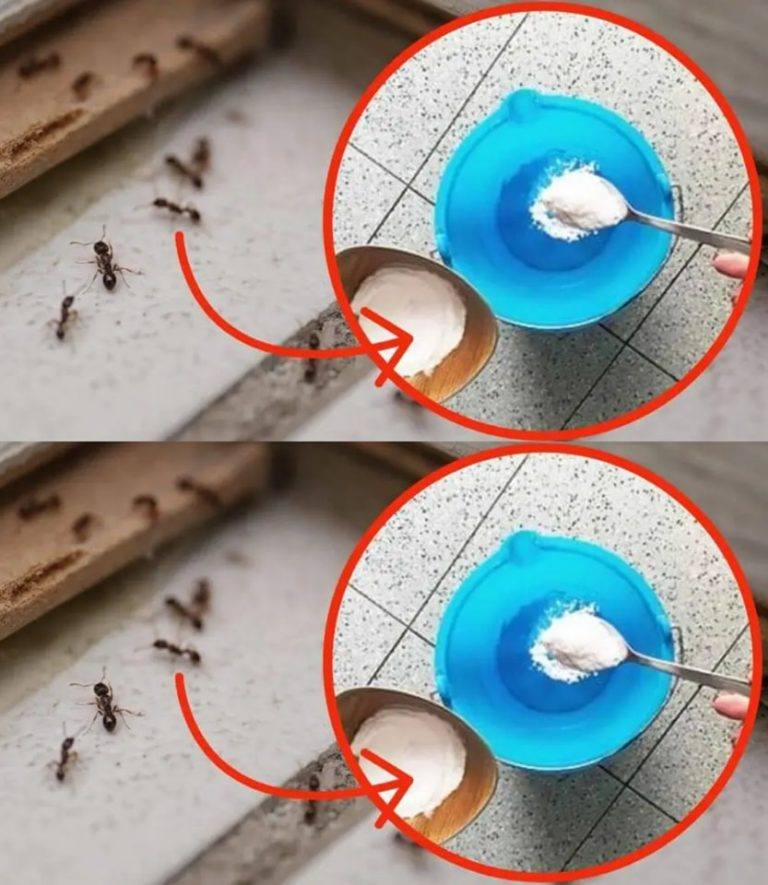Ants at home, 1 drop on the ground is enough to kill them in 2 minutes: miraculous