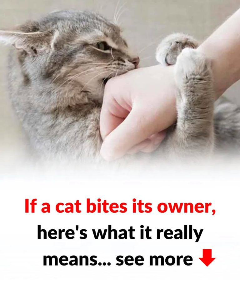 Is Your Cat Nibbling You? Here’s What It Means