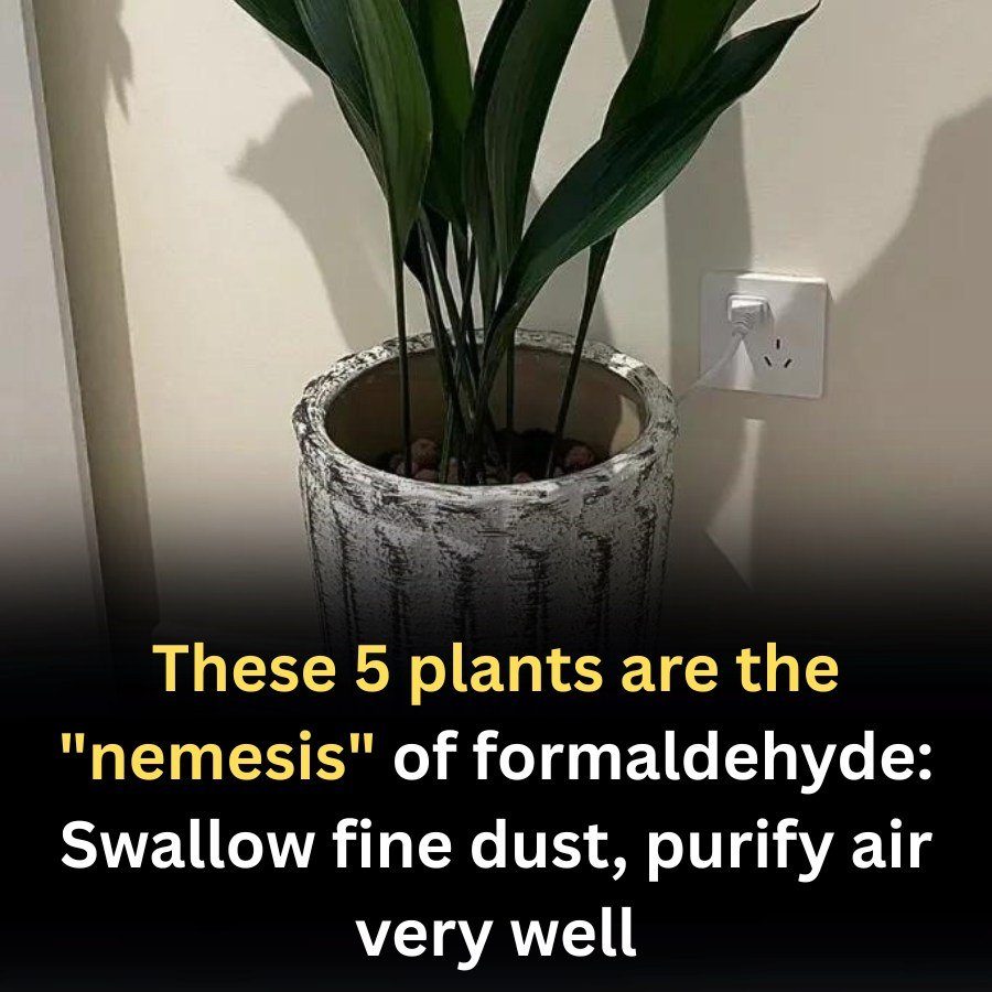 These 5 plants are the “nemesis” of formaldehyde: Swallow fine dust, purify air very well