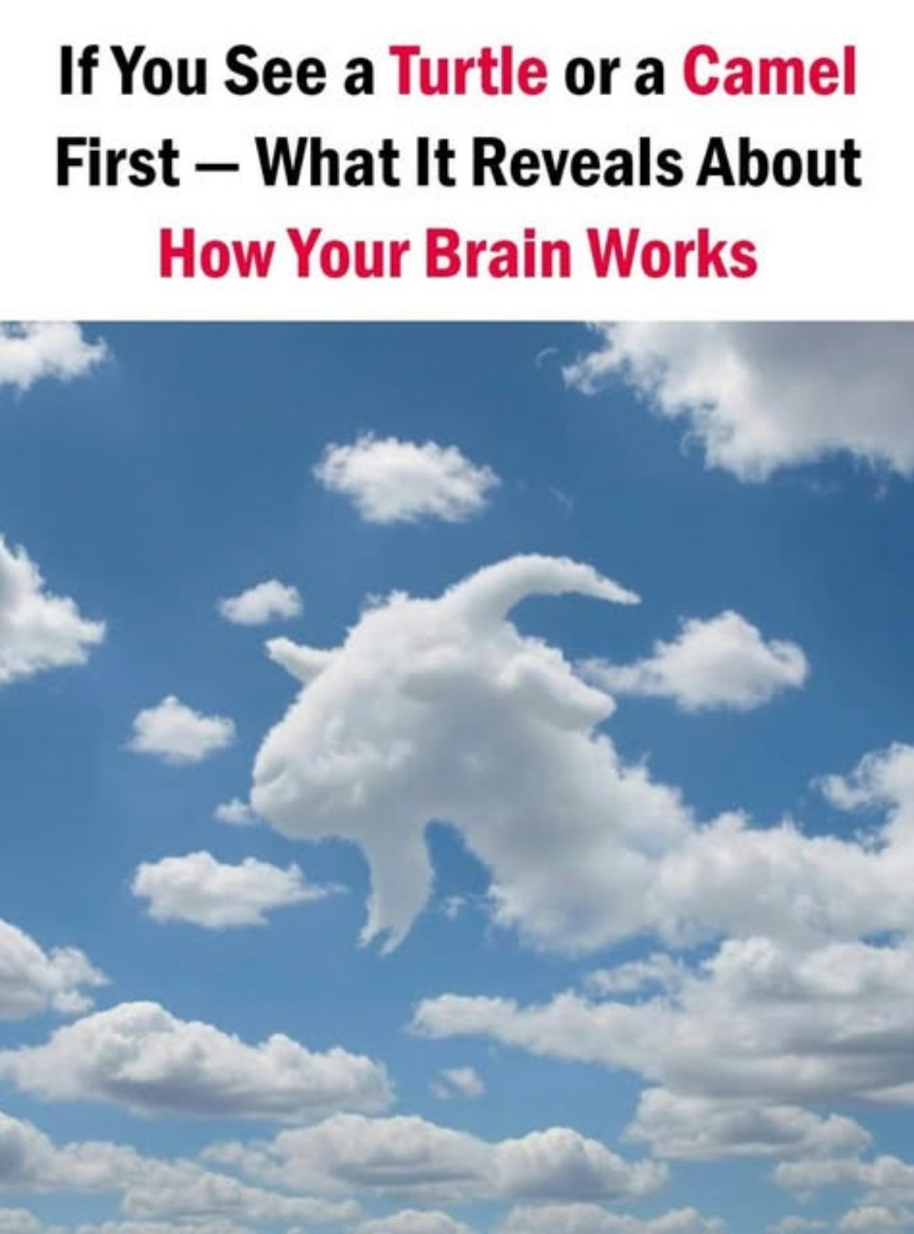 If You See a Turtle or a Camel First ,What It May Reveal About How Your Brain Works