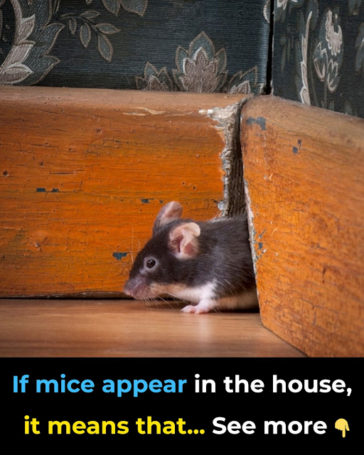 Try the new Acrobat Studio free for 7 days.