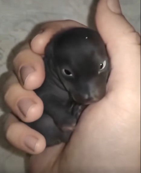 The Morning I Found a “Puppy” That Turned Out to Be Something Far More Extraordinary